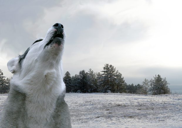 Wolf! Wolf! (SashaS Skvortcova/Shutterstock)