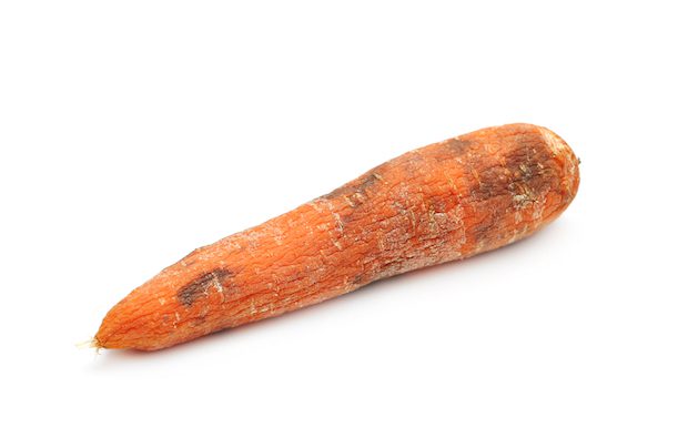 Is this once-firm young carrot a victim of queer-bashing? Ask an academic! (Seiko3p/Shutterstock)