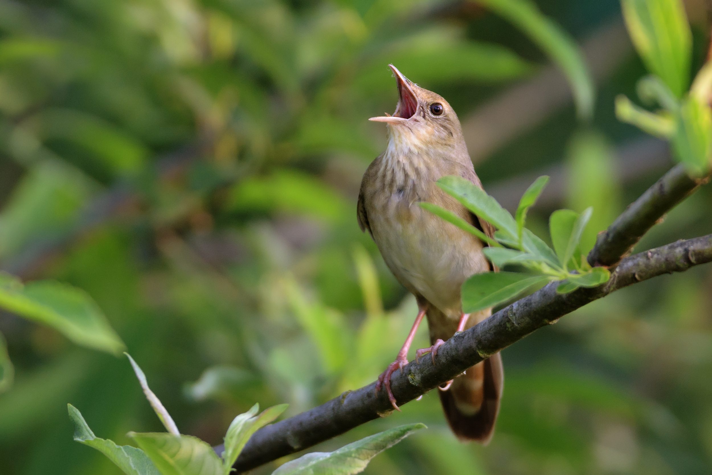 Noise Pollution Matters Too - The American Conservative