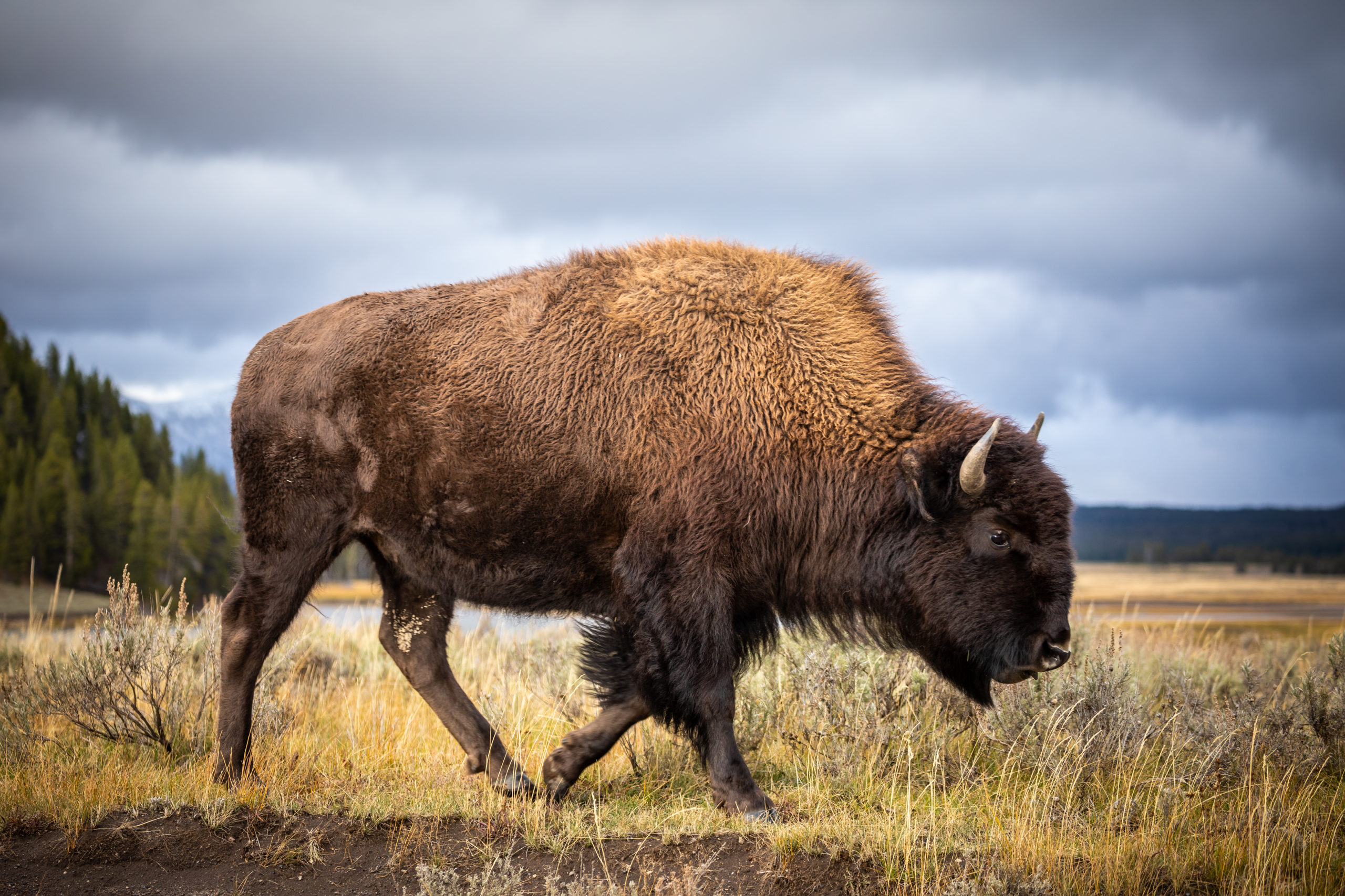 American,Bison,Walking,And,Looking,For,Food,In,Yellowstone,National